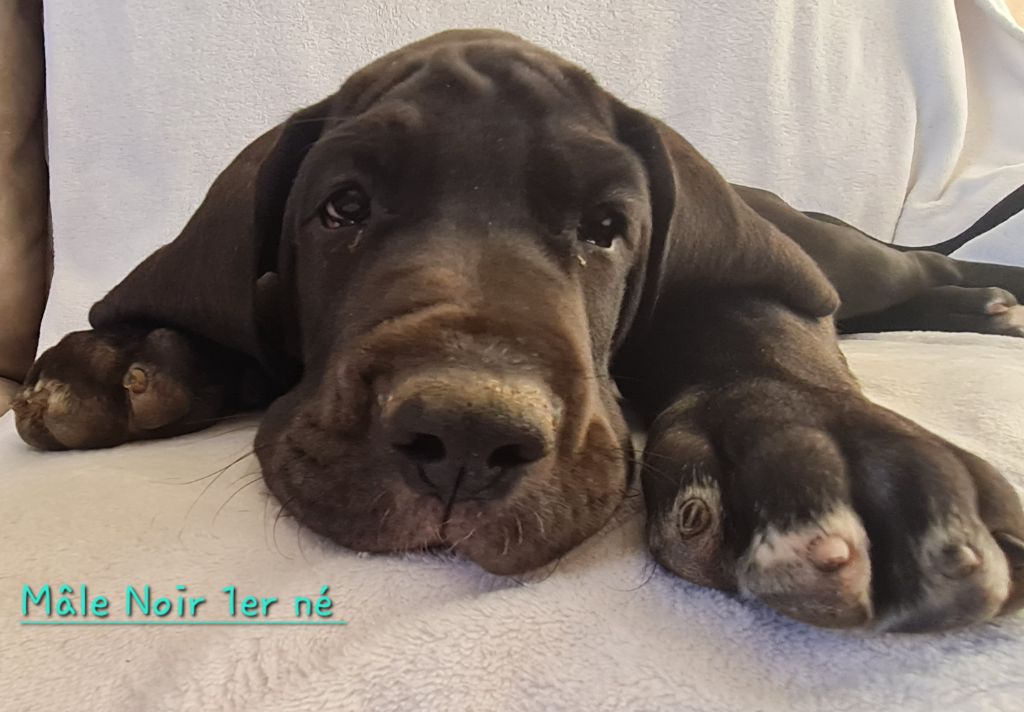 Des Géants Du Nivernais - Chiots disponibles - Dogue allemand