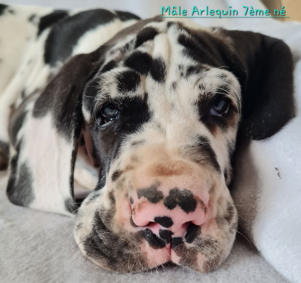 Des Géants Du Nivernais - Chiots disponibles - Dogue allemand