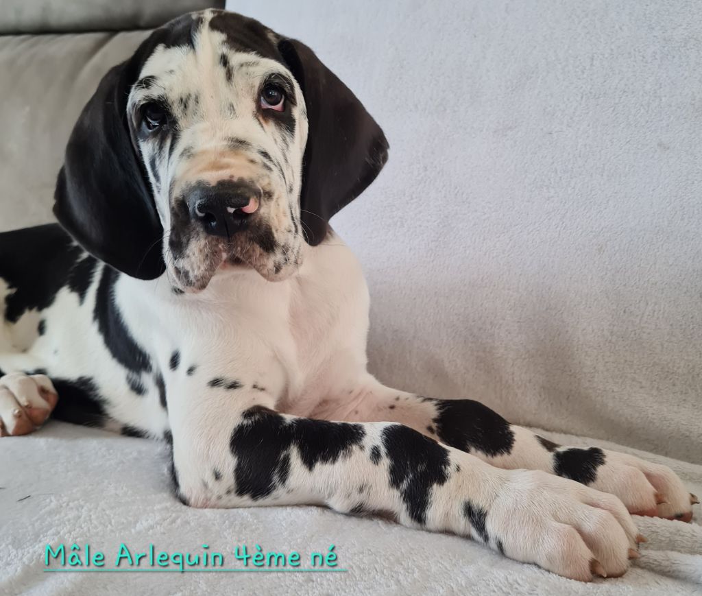Des Géants Du Nivernais - Chiots disponibles - Dogue allemand
