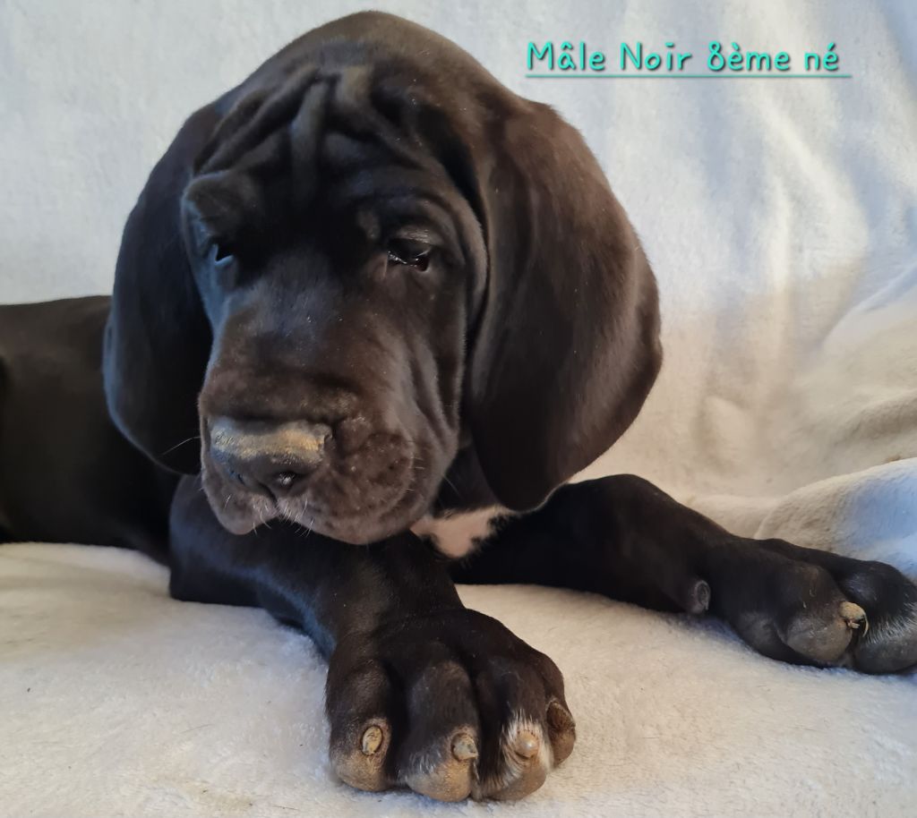 Des Géants Du Nivernais - Chiots disponibles - Dogue allemand